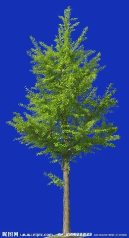 172936dg29ccczzlmq2pzt.jpg