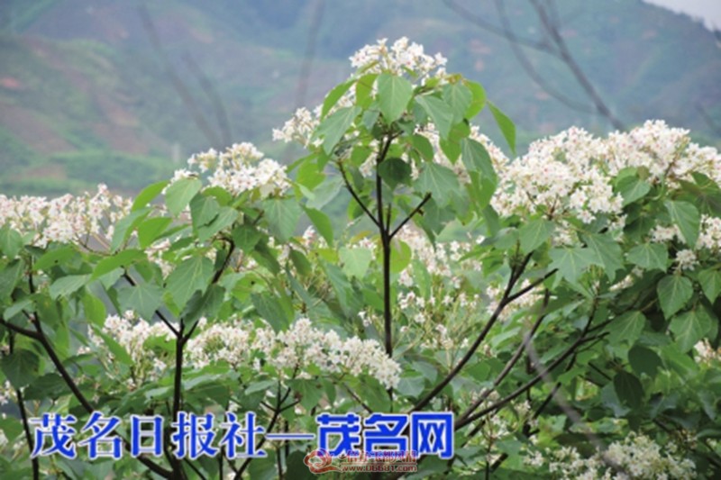m_1f41a5ee308a01713329d3473f8dc392.jpg