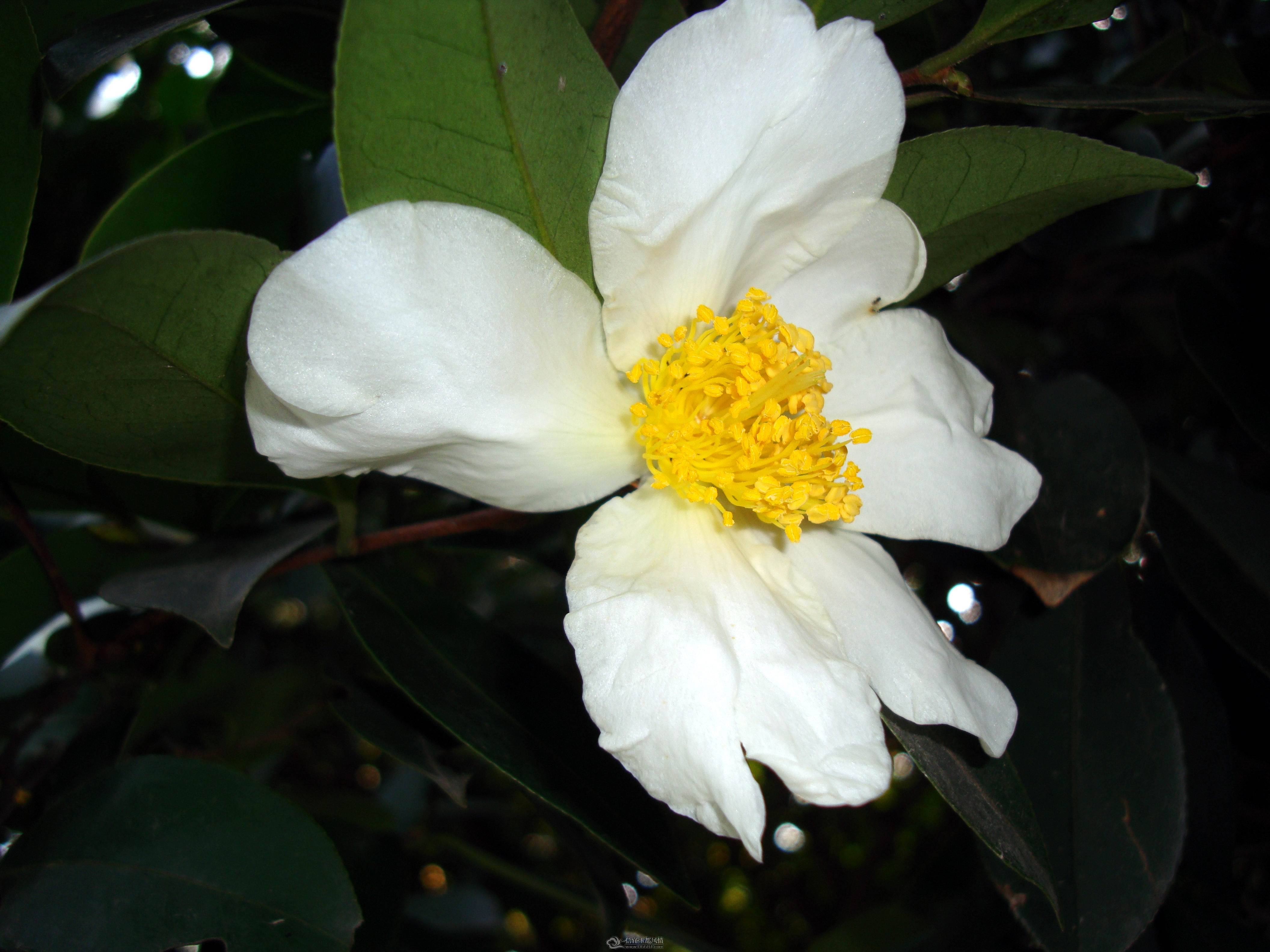 DSC03188.JPG