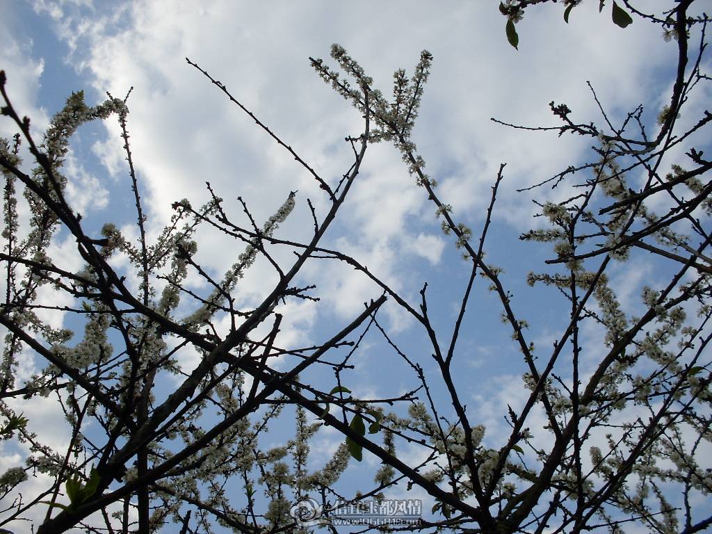 SDC12710.JPG