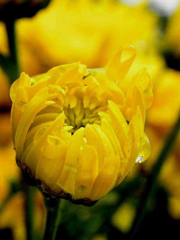 DSCN3461-1.jpg