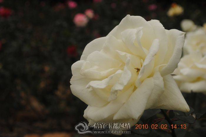 nEO_IMG_��Ƭ 023.jpg