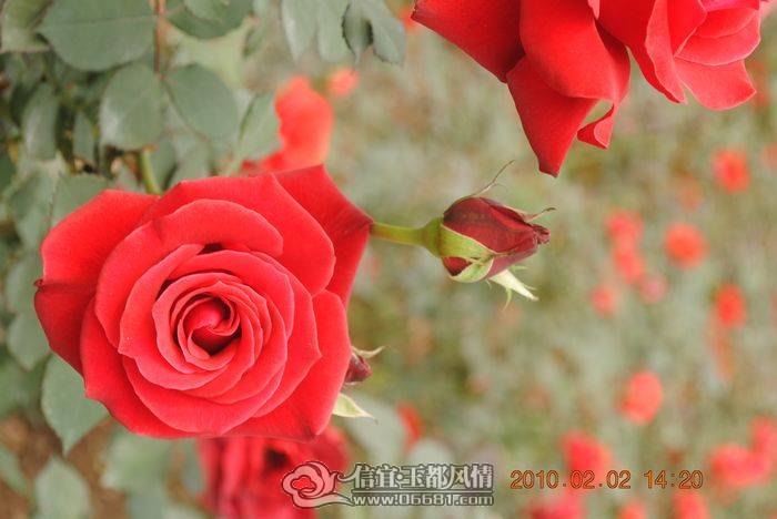 nEO_IMG_��Ƭ 040.jpg