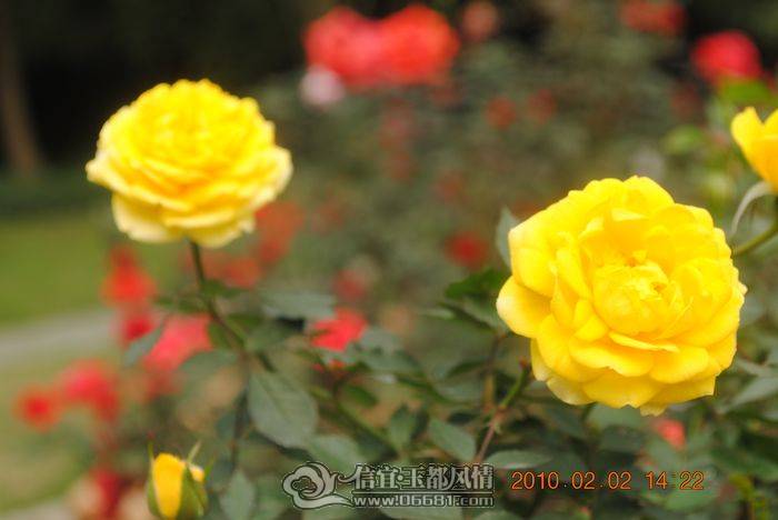 nEO_IMG_��Ƭ 042.jpg