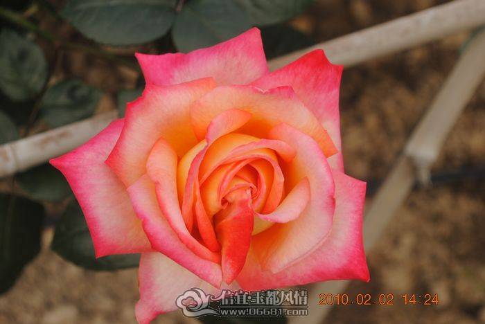 nEO_IMG_��Ƭ 049.jpg