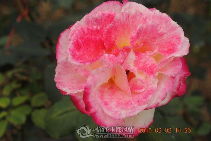 nEO_IMG_��Ƭ 051.jpg