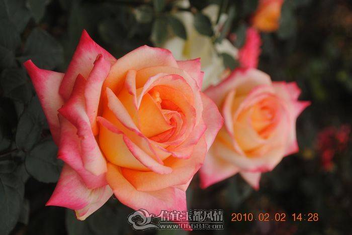 nEO_IMG_��Ƭ 055.jpg