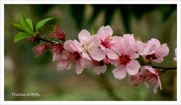 DSC00061.jpg