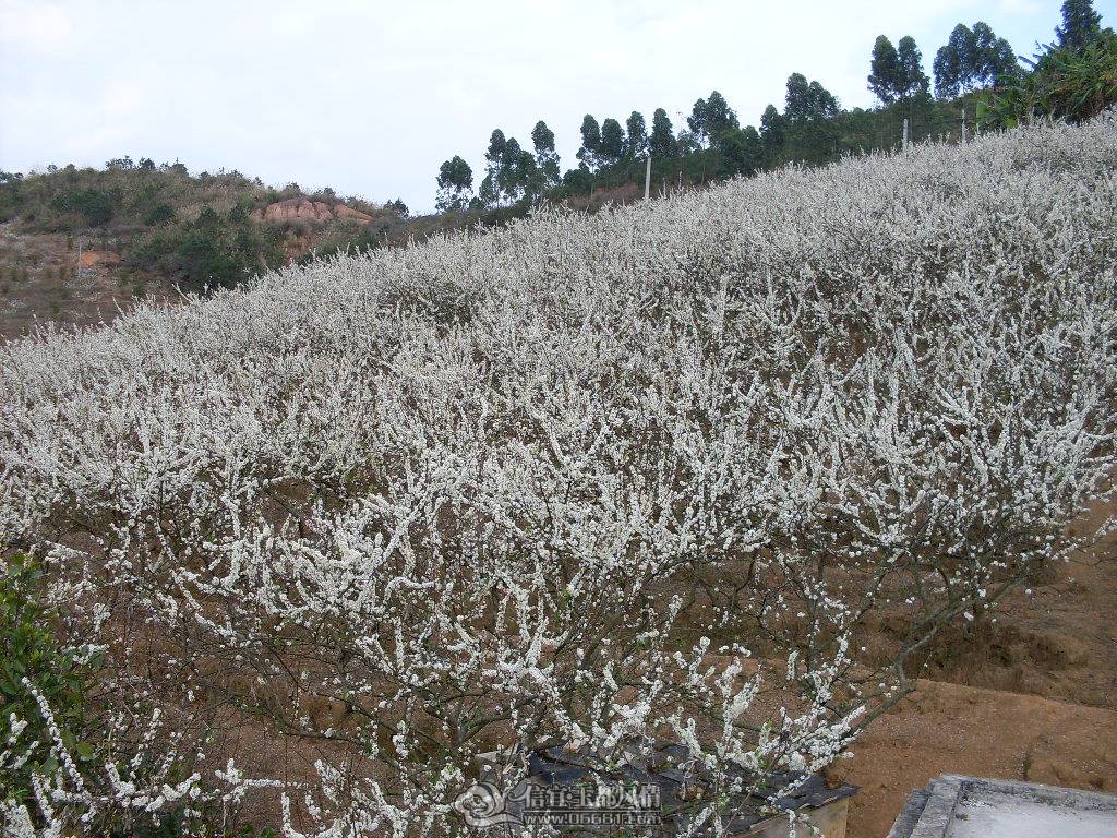 SDC12679.JPG