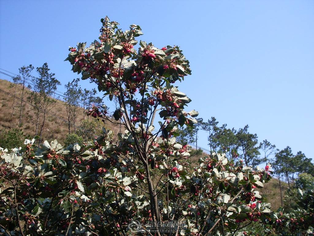 SDC13219.JPG