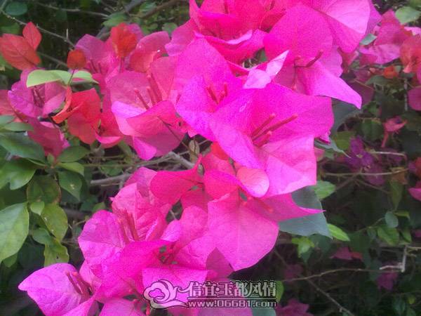 20100313435.jpg
