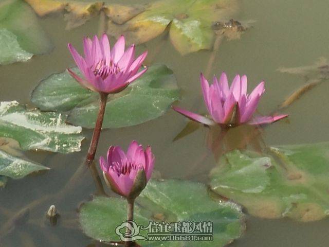 DSCF8073.JPG