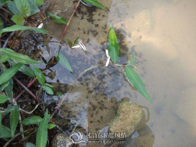 DSCF8096.JPG