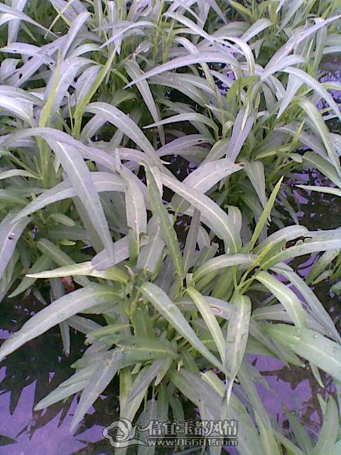 20100426(007).jpg