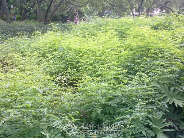 20100606752.jpg