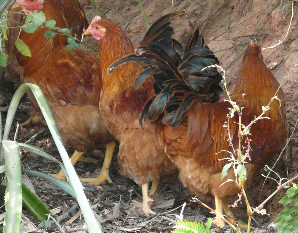 P1000094.JPG