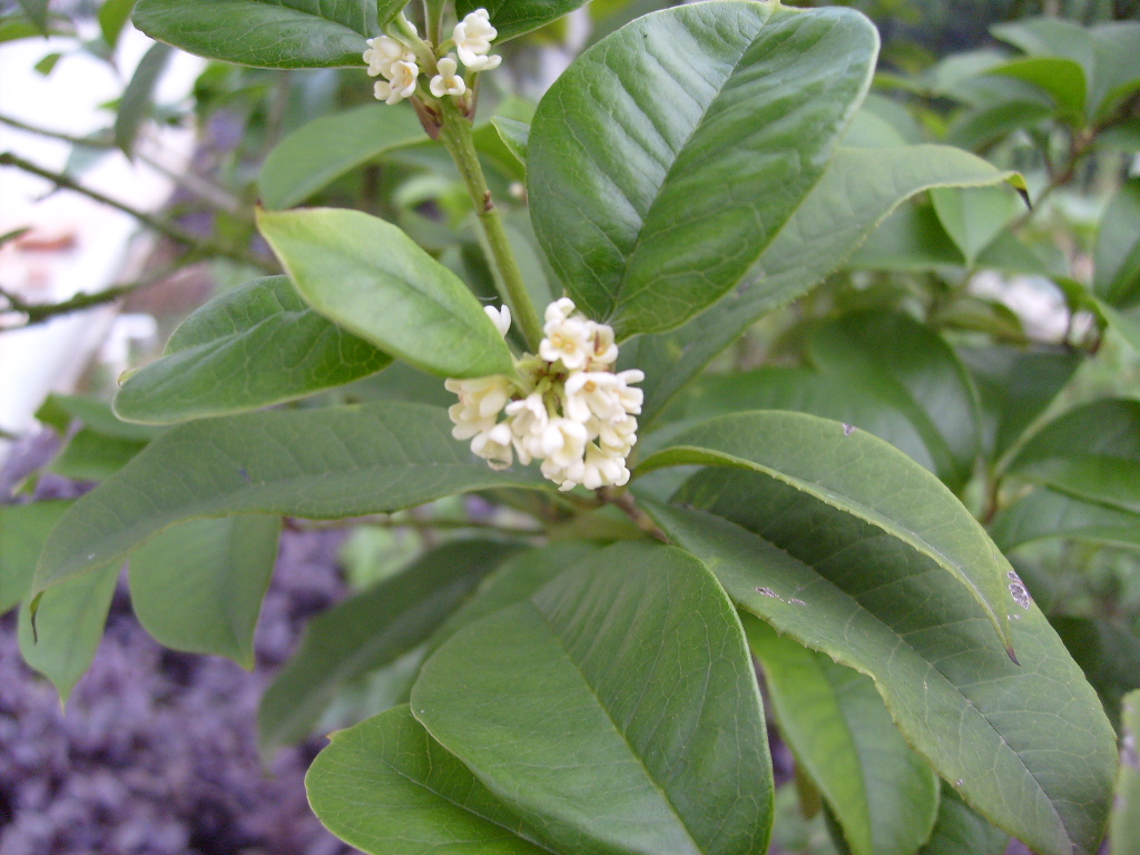 S6300181.JPG