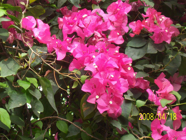 ��Ƭ 010.jpg
