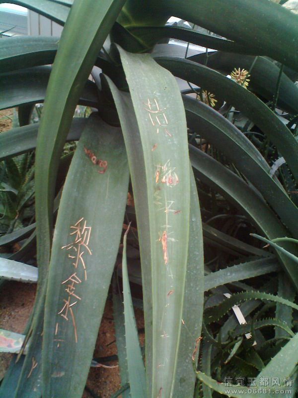 IMG0315A.jpg