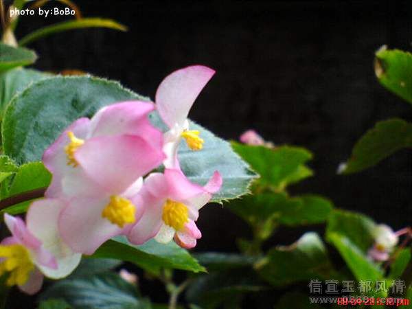 DSC04059.jpg