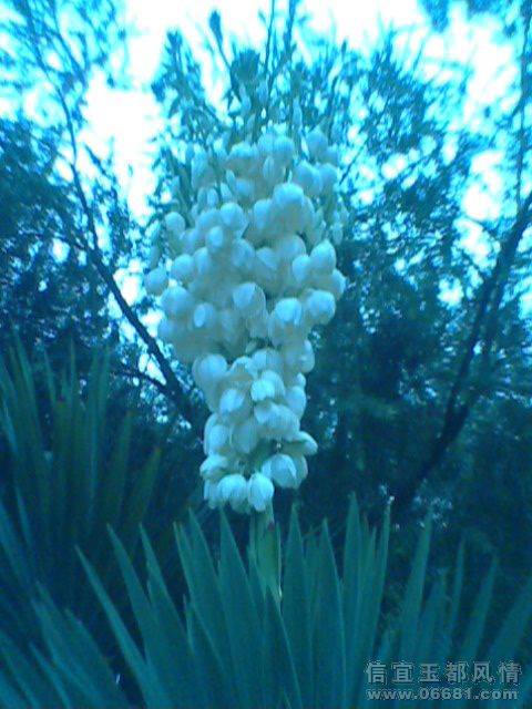 IMG1072A.jpg