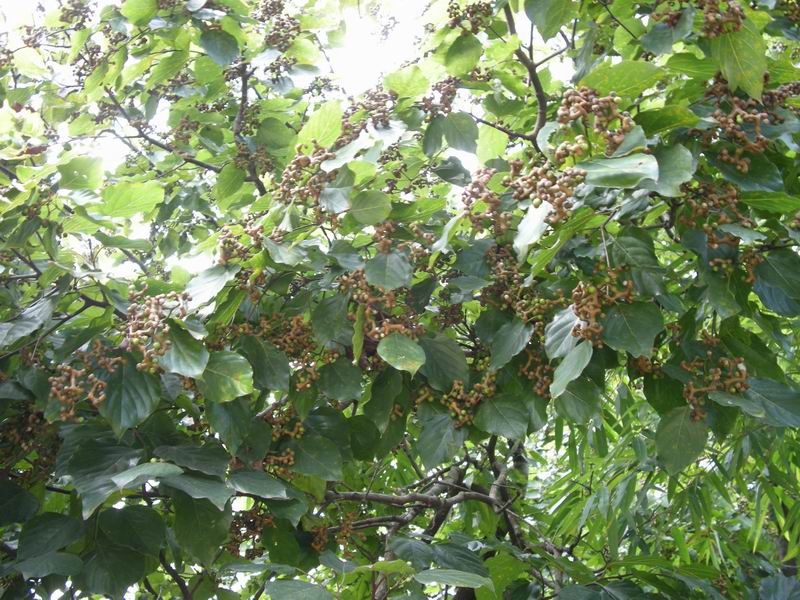 ������С DSCN2162.JPG