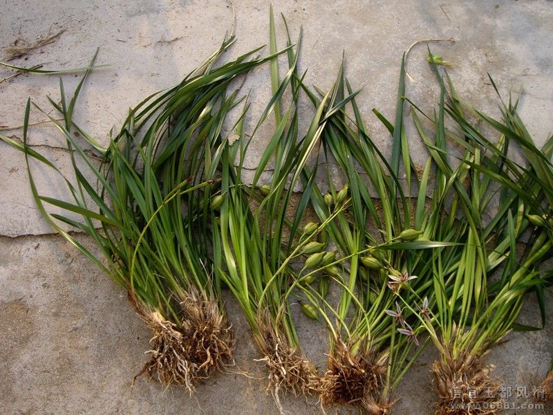 ���ա�