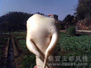 IMG1711A.jpg