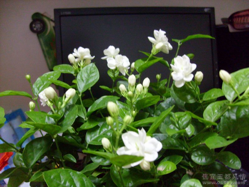 S7300311.JPG