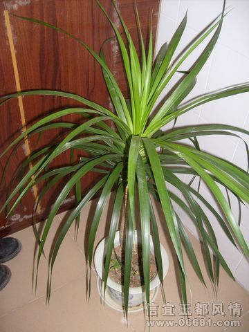 S6304785.JPG