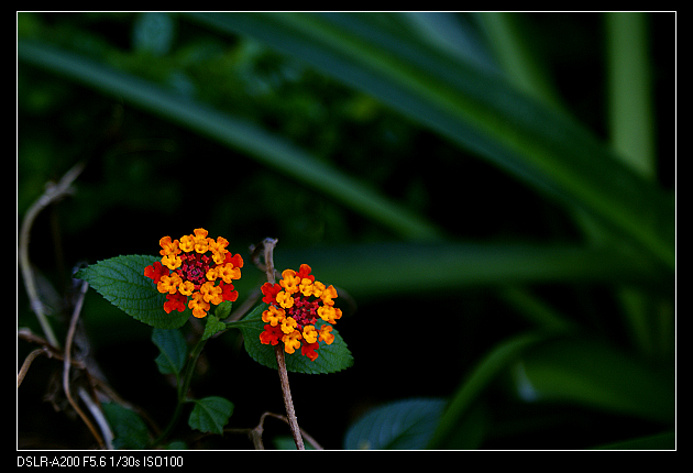 DSC02807.jpg