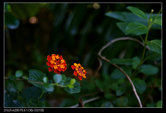 DSC02806.jpg