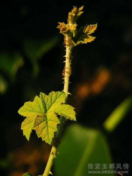 DSCF6718.jpg