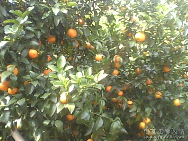 IMG0024A.jpg