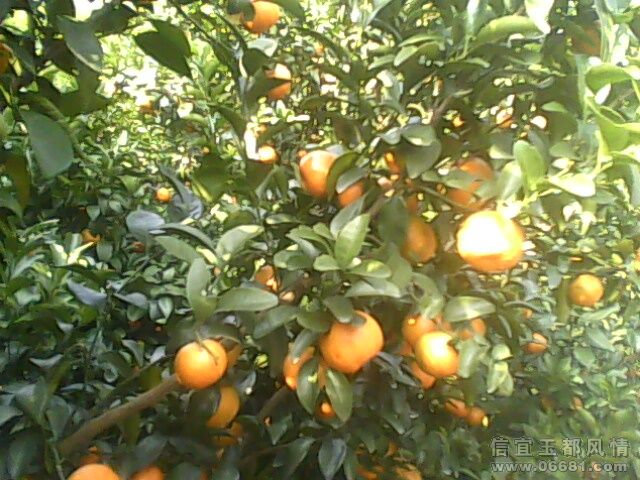 IMG0019A.jpg