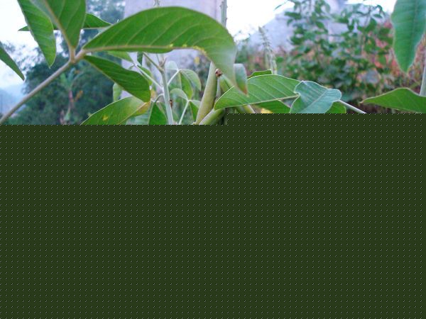 nEO_IMG_DSC00919.jpg