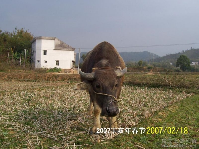 20070218���һ75.jpg