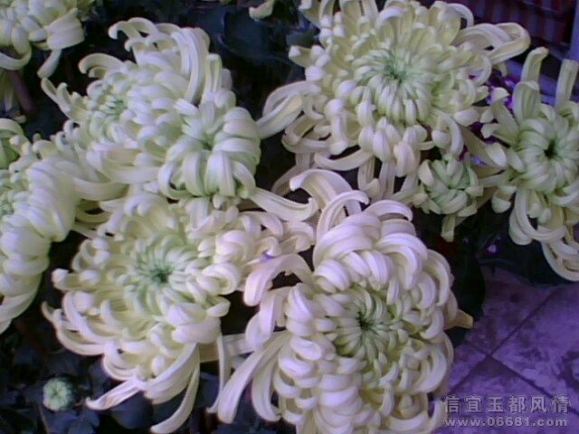 IMG0332A.jpg
