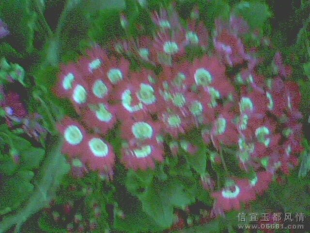 IMG0359A.jpg