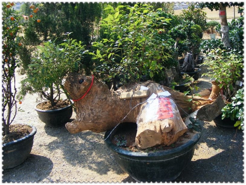 DSCF9667.jpg