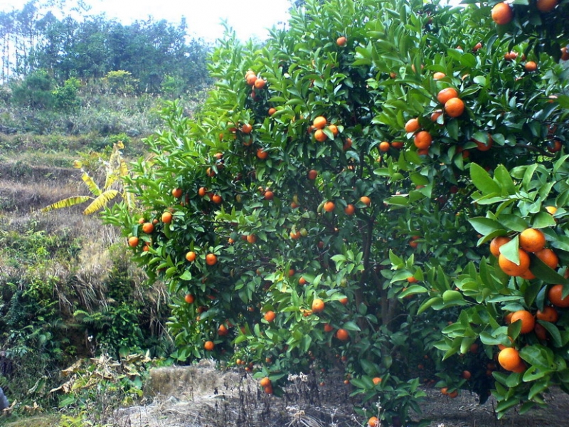 DSC04289.jpg