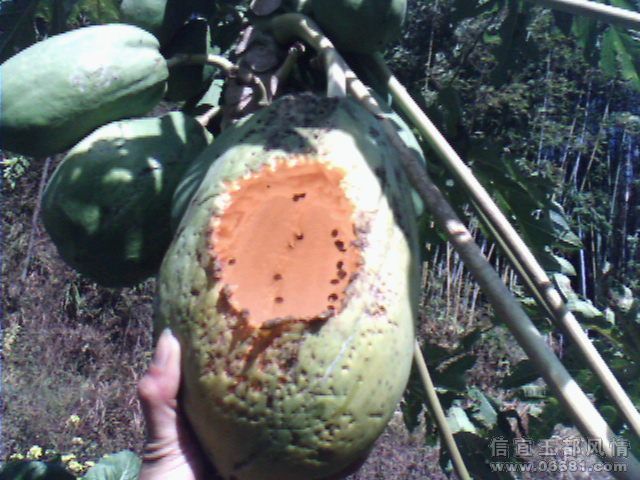 IMG1900A.jpg