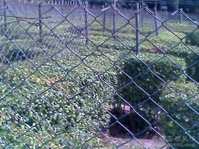 IMG0632A.jpg