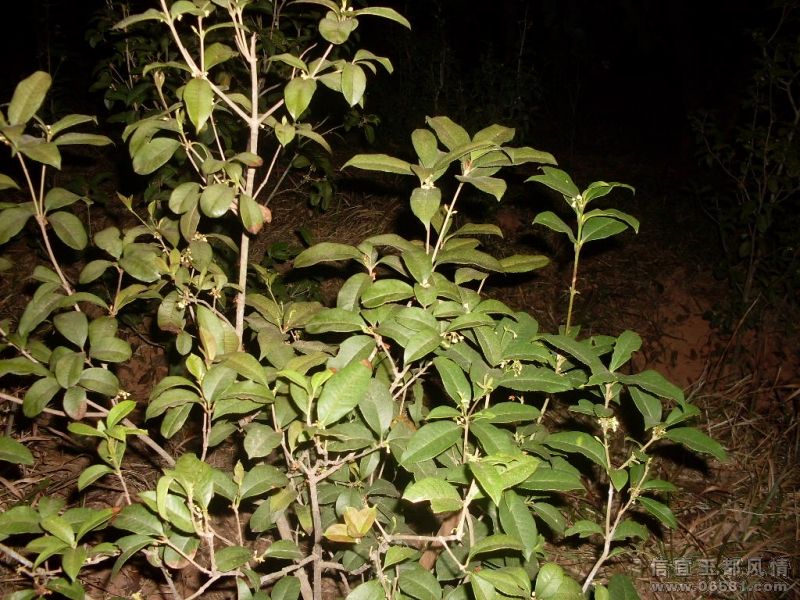 SDC13693.JPG