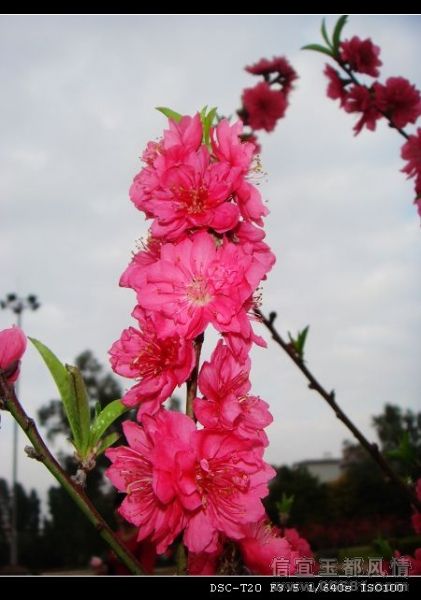 nEO_IMG_DSC05131.jpg