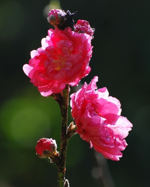 DSC_4393.jpg