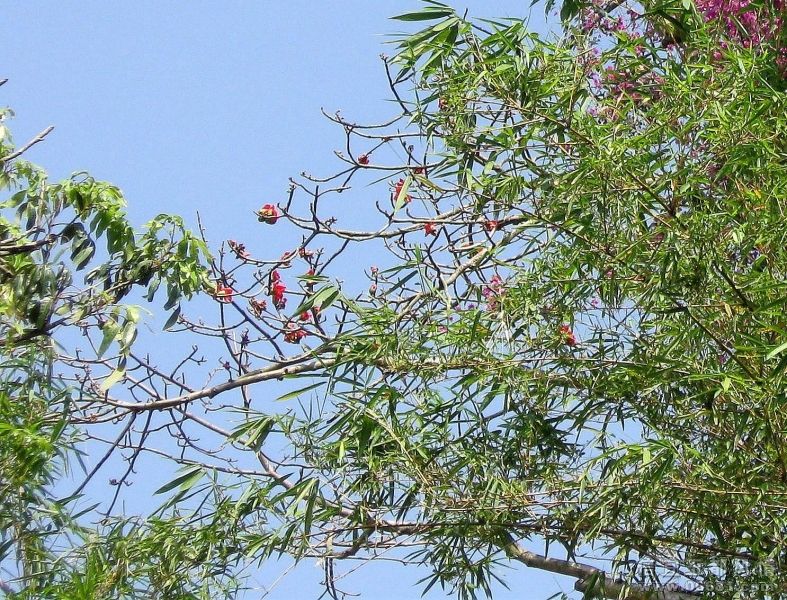 ���ڹ���֦ͷ��ľ��