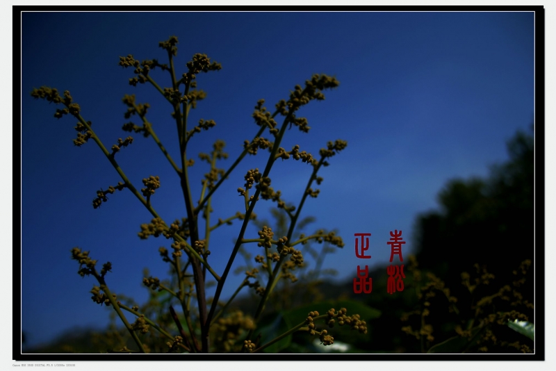 IMG_0021SP_1.jpg