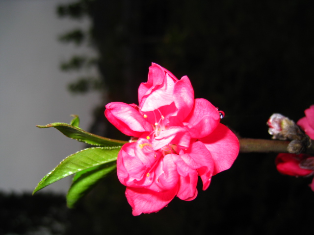 IMG_0139.JPG