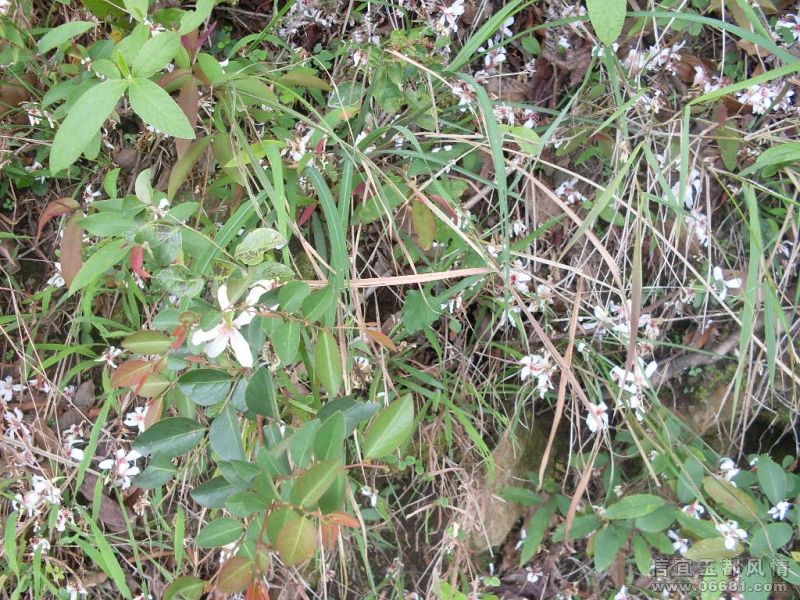 SDC15655.JPG